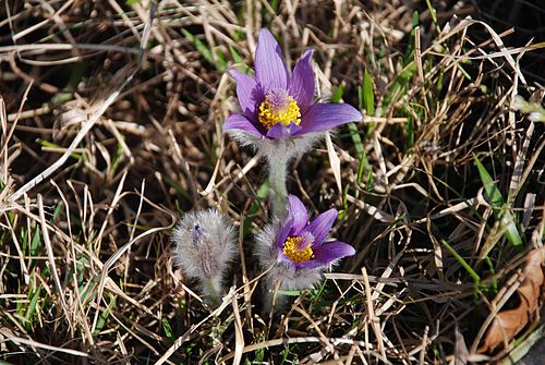 Pulsatilla grandis